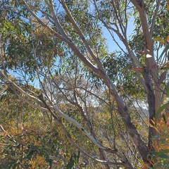 Eucalyptus blaxlandii
