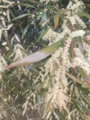 Juliflorae