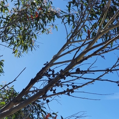 Eucalyptus blaxlandii