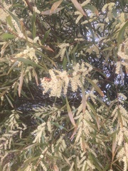 Juliflorae