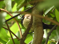 Lonchura leucogastroides