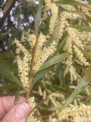 Juliflorae