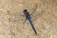 Trithemis furva