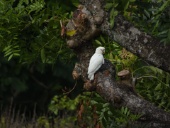 Cacatua goffiniana