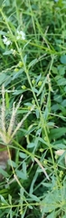 Dactyloctenium aegyptium