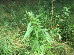 Cannabis sativa spontanea