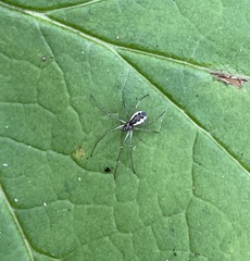 Neriene peltata
