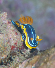 Chromodoris