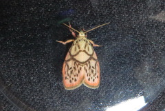 Miltochrista irregularis