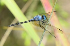 Trithemis stictica