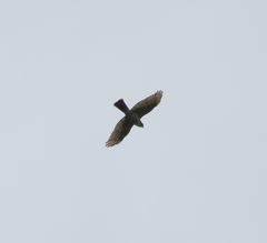 Accipiter gularis