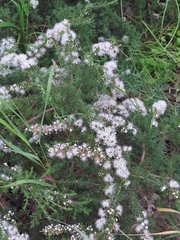 Kunzea ambigua