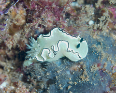 Doriprismatica atromarginata