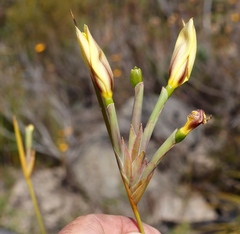 Bobartia