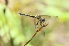Trithemis stictica