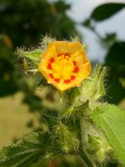 Malvaceae