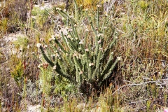Leucospermum truncatulum