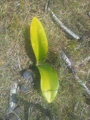 Haemanthus