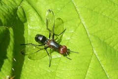 Cephalia rufipes