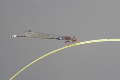 Pseudagrion hamoni