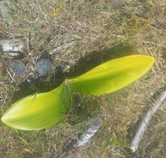 Haemanthus