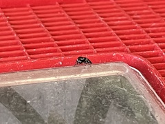 Zenodorus orbiculatus