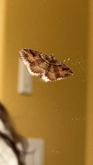 Costaconvexa centrostrigaria