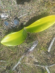 Haemanthus