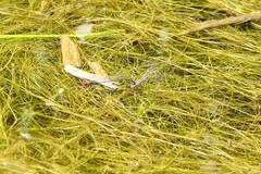 Pseudagrion massaicum