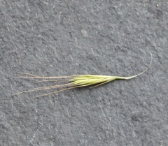 Festuca bromoides