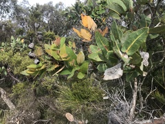 Angophora hispida