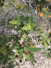 Angophora hispida