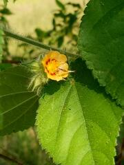 Malvaceae