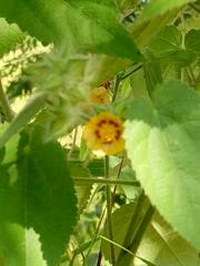 Malvaceae