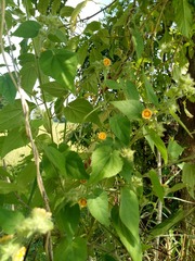 Malvaceae