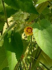 Malvaceae