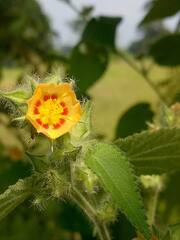 Malvaceae
