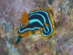 Chromodoris