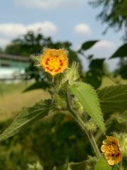 Malvaceae