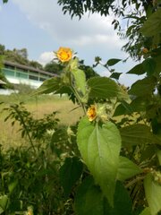 Malvaceae