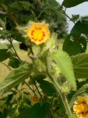 Malvaceae