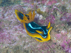 Nudibranchia