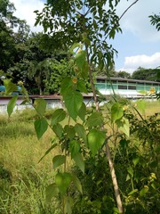Malvaceae