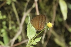 Mycalesis fusca