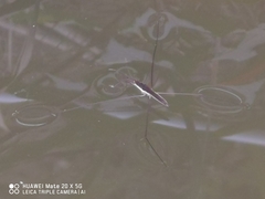 Aquarius elongatus