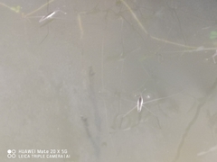 Aquarius elongatus