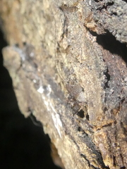 Macropathinae