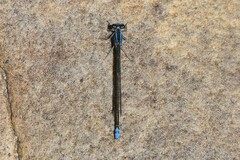 Pseudagrion furcigerum