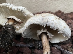 Chlorophyllum