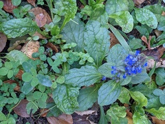 Ajuga reptans